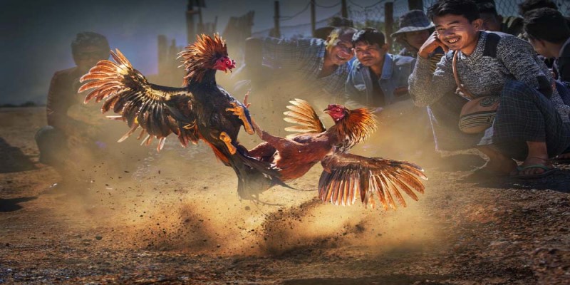 Đăng ký tài khoản - Cách tham gia cá cược đá gà